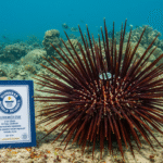 【驚愕】超高値落札！豊洲市場でのウニオークション：ギネス世界記録キターーーー！