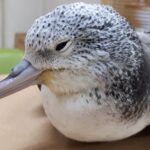 【悲報】自然保護の現状と取り組みの重要性: オオミズナギドリとノネコ問題を考える！