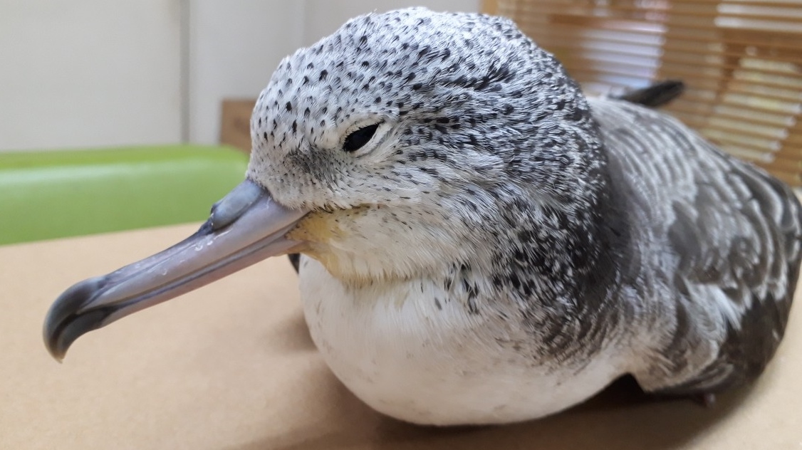 【悲報】自然保護の現状と取り組みの重要性: オオミズナギドリとノネコ問題を考える！