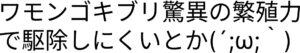 【驚愕】繁殖力最強で駆除しにくい？ワモンゴキブリの生態と効果的な駆除法！